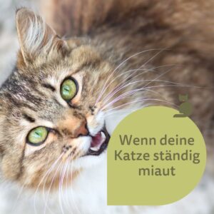 Eine Katze schaut von unten und miaut auffordernd