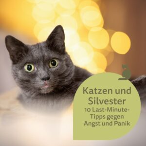 Eine graue Katze liegt im Körbchen, schaut in die Kamera. Im Hintergrund sind Lichtblitze zu sehen